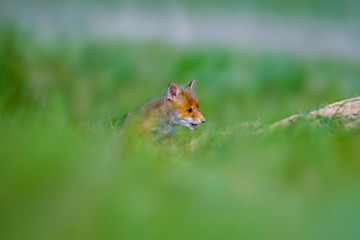 Young red fox babies are playing on the green meadow