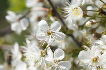 White cherry flowers on a sunny spring day