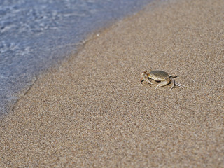 Beautiful beach of Crimea. Sea. 