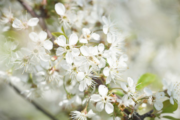 White cherry flowers on a sunny spring day