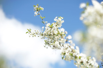 White cherry flowers on a sunny spring day
