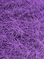 Abstract texture of plant.