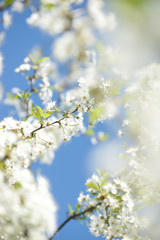 White cherry flowers on a sunny spring day