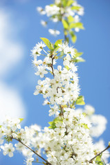 Obraz premium White cherry flowers on a sunny spring day