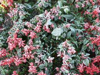 pink flowers in the garden