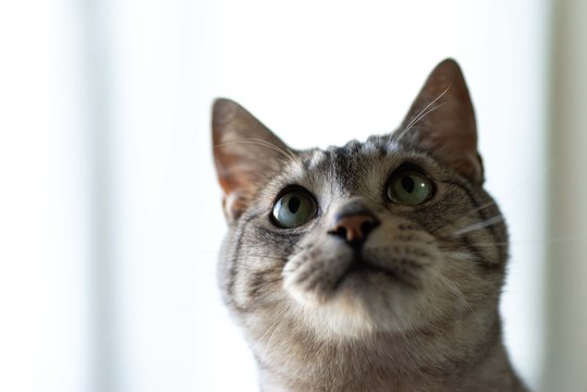 好奇心旺盛な猫