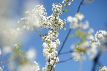 White cherry flowers on a sunny spring day