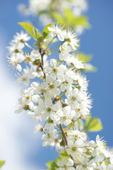 White cherry flowers on a sunny spring day