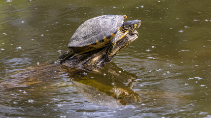 Schildkröte sitzt auf einem aus dem Wasser herausragenden Ast