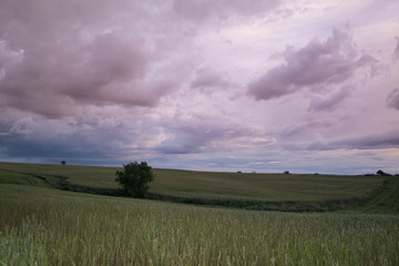chmury pole zboże drzewo zachód  © Piotr