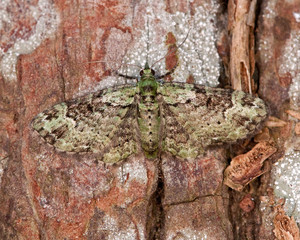 Green Pug Moth on the bark of a tree 