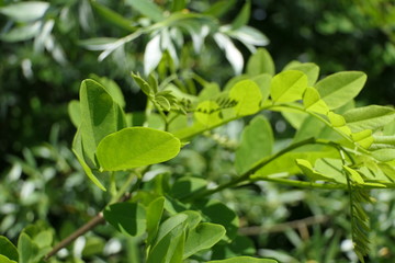 Meditative plant picture, green and fresh