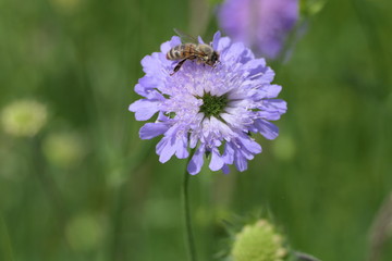 Bee collecting pollen on a bachelor's cornflower, called blue button flower