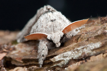 Pale Tussock Moth on the bark of a tree 