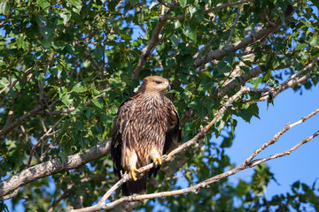 Eastern imperial eagle (Aquila heliaca). Wildlife animal.