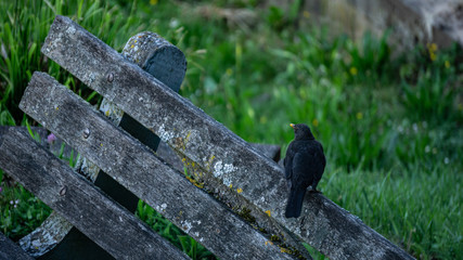 Amsel