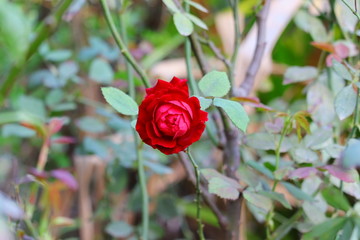 red rose grows on flower plant