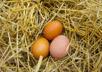 chicken eggs in the nest