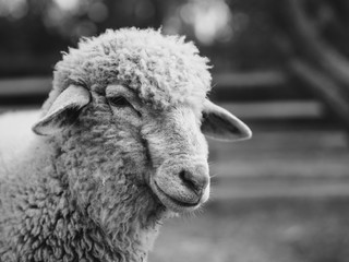 Sheep at farm. Black and white animal portrait. 