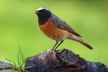 Common Redstart (Phoenicurus phoenicurus) male on a piece of wood s at bird's watering hole. Czechia. Europe.