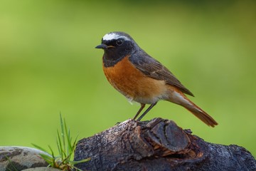 Common Redstart (Phoenicurus phoenicurus) male on a piece of wood s at bird's watering hole. Czechia. Europe.