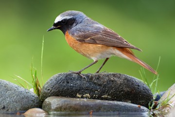 Common Redstart (Phoenicurus phoenicurus) male on stones at bird's watering hole. Czechia. Europe.