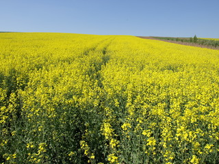 Raps Felder in voller Blüte