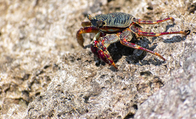Red crab 