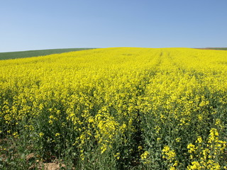 Obraz premium Raps Felder in voller Blüte
