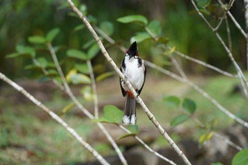 Colourful bird on a branch