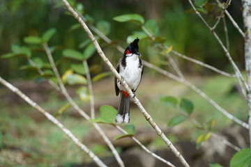 Colourful bird on a branch