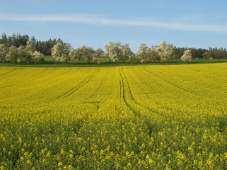 Fototapeta premium Raps Felder in voller Blüte