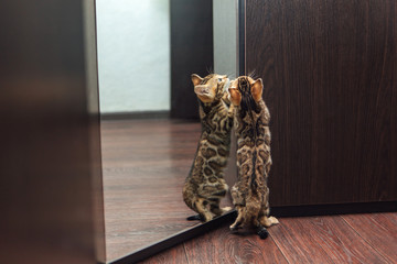 Cute curious bengal kitten looking into the mirror © Smile
