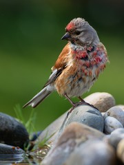 Linnet, Carduelis cannabina, male after a bath on stones at bird's wateringhole. Czechia. Europe.