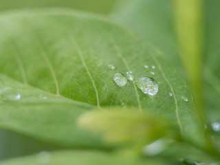 water drops on a green leaf