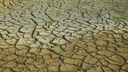 Drought cracked pond wetland, swamp drying up soil crust earth climate change, surface extreme heat wave caused crisis, environmental disaster cracks very, green plant death dry degradation marsh