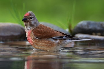  Linnet, Carduelis cannabina, male in the water of bird's watering hole. Czechia. Europe.