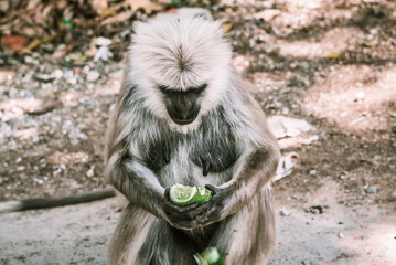 big gray monkey peels and eats a banana and cucumber 3