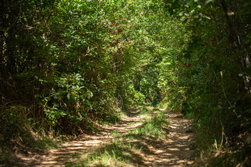 View of the path on the middle at the forest, trees and middle vegetation