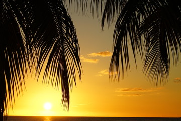 Fototapeta na wymiar Palm tree silhouette and sea at a tropical beach