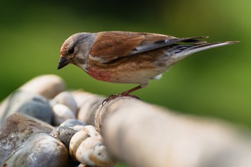 Linnet, Carduelis cannabina, male without a single leg at a bird's watering hole. Czechia. Europe.