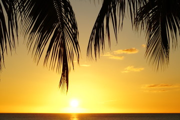 Fototapeta na wymiar Palm tree silhouette and sea at a tropical beach