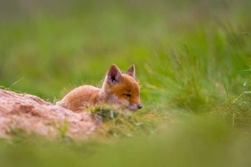 Young red fox babies are playing on the green meadow
