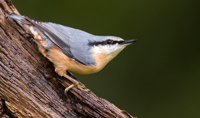 Nuthatch posing on a tree trunk
