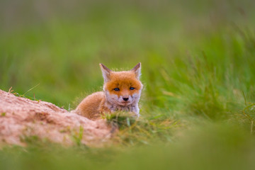 Naklejka na ściany i meble Young red fox babies are playing on the green meadow