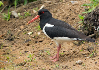 Oyster catcher on the shoreline