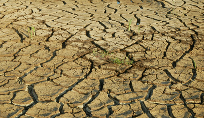 Drought cracked pond wetland, swamp drying up soil crust earth climate change, surface extreme heat wave caused crisis, environmental disaster cracks very, green plant death dry degradation marsh