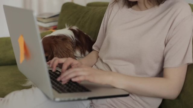 A cute spaniel breed dog sits on a couch and watches a freelancer girl who types on a laptop. Close-up