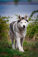 Naklejka na ściany i meble The dog is walking along the grass. Dangerous hunter. Siberian Husky is running.