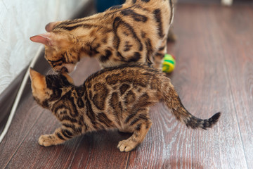 Two bengal kitty cats playing with a toy on the floor at home